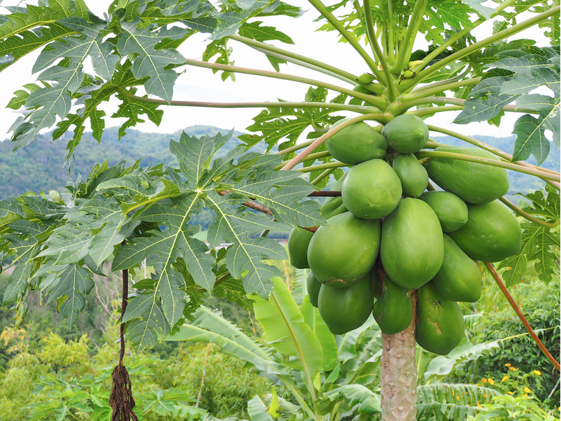 Papayas growing on a tree