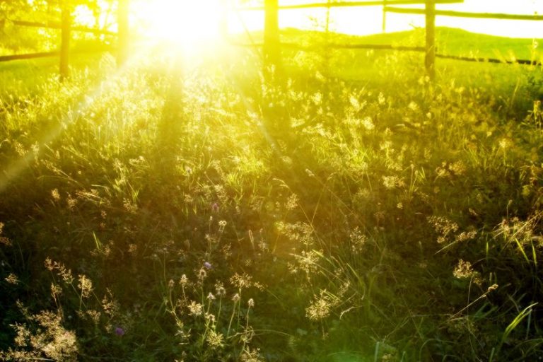 Sunlight falling across the garden at Shambhala