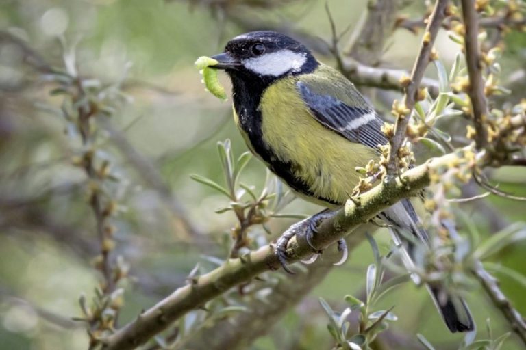 A garden bird carrying a caterpillar