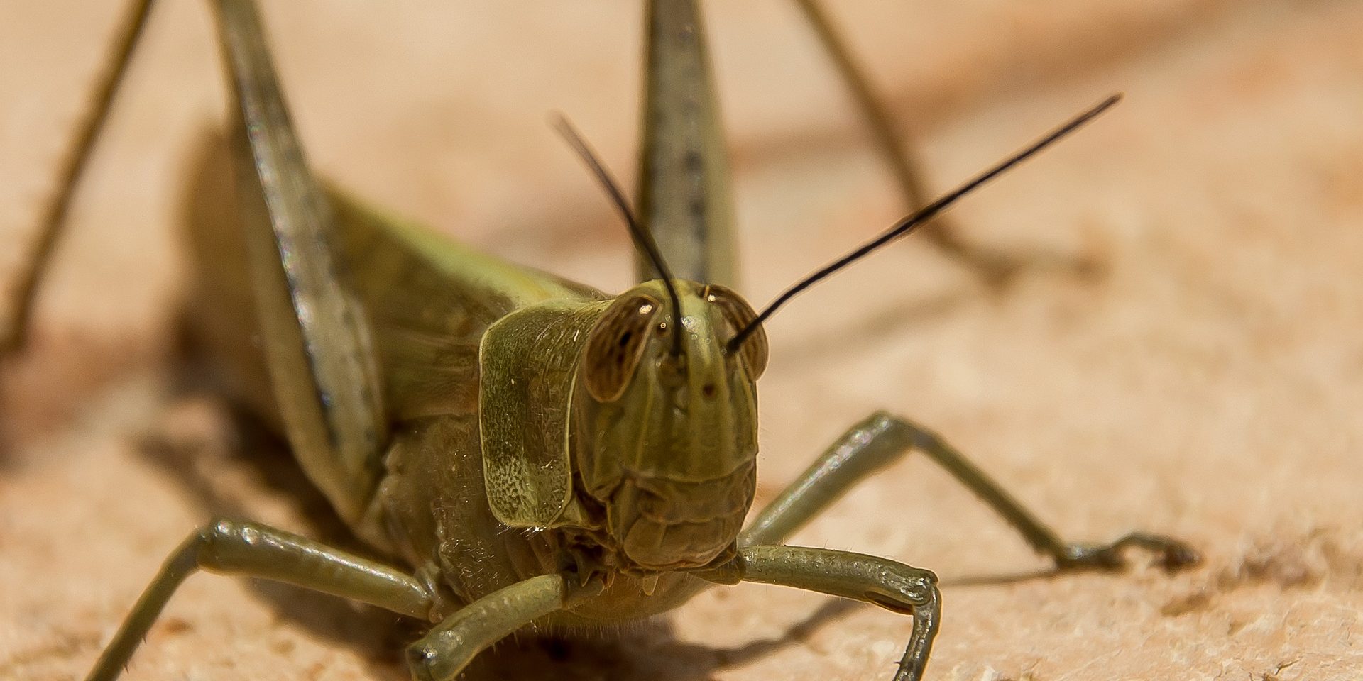 How To Control Infestation in the Garden Shambala Farm